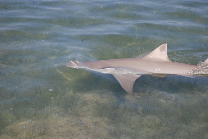 DSC_1555.JPG