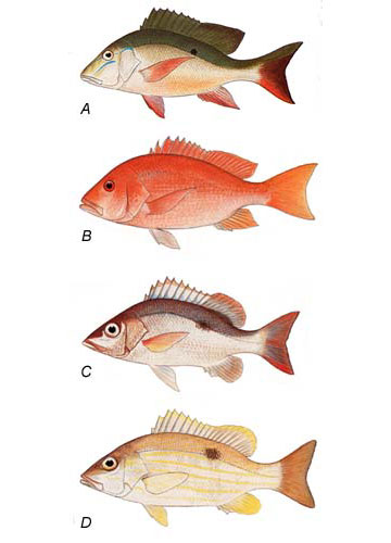 Comparing Mangrove & Mutton Snapper